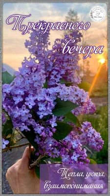 Открытка «Пожелание»: «Прекрасного вечера» – нежная открытка с цветами. Тэги: позитив, радость, цветок, уют, тепло…