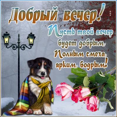 Открытка «Животное»: Добрый вечер! Милый щенок и розы для позитива. Тэги: пожелание, улыбка, шарф, красивая, позитив…