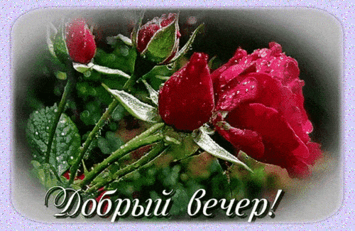 Открытка «Пожелание»: Добрый вечер! Нежная роза с каплями росы. Тэги: красивая, позитив, цветок, настроение, нежная…
