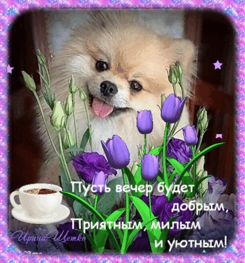 Открытка «Пожелание»: Милый пёсик желает доброго и уютного вечера. Тэги: улыбка, кофе, позитив, цветок, чашка, настро…