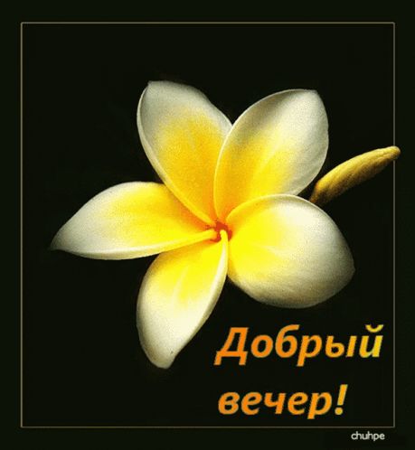 Открытка «Пожелание»: Нежный цветок и пожелание доброго вечера. Тэги: красивая, позитив, цветок, настроение, нежная…