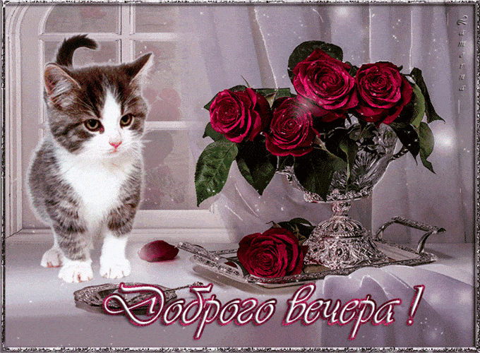 Открытка «Кот»: Доброго вечера! Милый котенок и красивые розы. Тэги: животное, пожелание, красивая, позитив, радость…