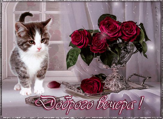 Открытка «Кот»: Доброго вечера! Милый котенок и красивые розы. Тэги: животное, пожелание, красивая, позитив, радость…