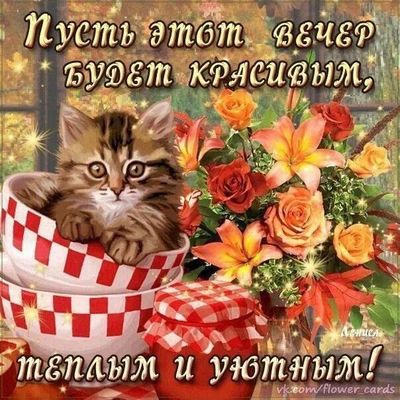 Открытка «Кот»: Красивый вечер: пожелание с милым котом и цветами. Тэги: животное, пожелание, позитив, цветок, осень…