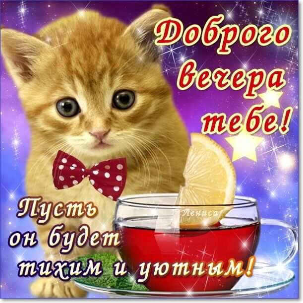 Открытка «Кот»: Милый кот желает уютного вечера с чаем. Тэги: пожелание, красивая, позитив, радость, чай, чашка…