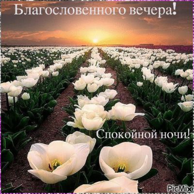 Открытка «Пожелание»: Нежный вечер: тюльпаны, благословение и ночь. Тэги: красивая, радость, цветок, настроение…