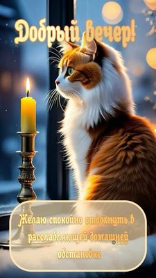 Открытка «Кот»: Добрый вечер с котом и свечой – уютное пожелание. Тэги: животное, пожелание, красивая, окно, настроен…