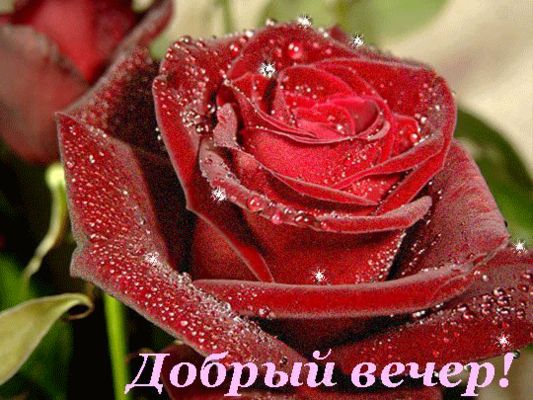 Открытка «Пожелание»: «Добрый вечер!» с блестящей красной розой. Тэги: красивая, позитив, радость, цветок, настроение…