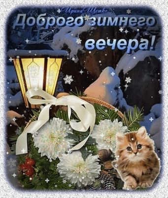 Открытка «Кот»: Доброго зимнего вечера! и милый котёнок. Тэги: животное, пожелание, красивая, позитив, радость, цветок…