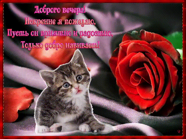 Открытка «Кот»: «Добрый вечер» с милым котом и красной розой. Тэги: животное, пожелание, улыбка, красивая, позитив…