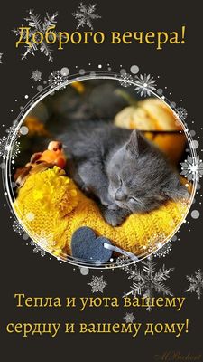 Открытка «Животное»: Доброго вечера! Тепло, уют и милый котенок. Тэги: пожелание, позитив, радость, сердце, тепло…