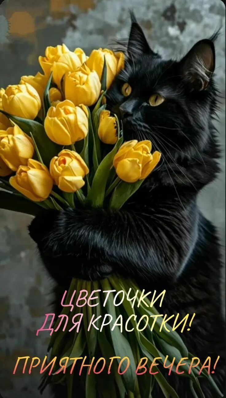 Открытка «Кот»: Приятного вечера красотке: кот с тюльпанами. Тэги: животное, пожелание, женщина, девушка, красивая…