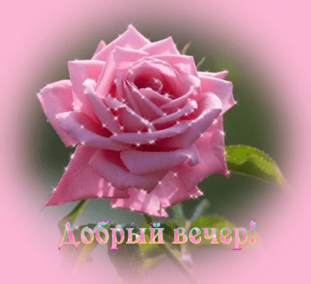 Открытка «Улыбка»: Добрый вечер: красивая мерцающая роза. Тэги: женщина, девушка, красивая, позитив, радость, цветок…