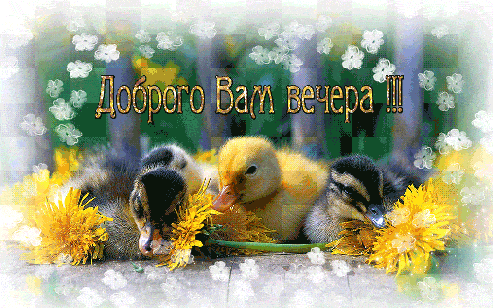 Открытка «Животное»: «Доброго Вам вечера» – милые утята и теплое пожелание. Тэги: пожелание, улыбка, красивая, позитив…