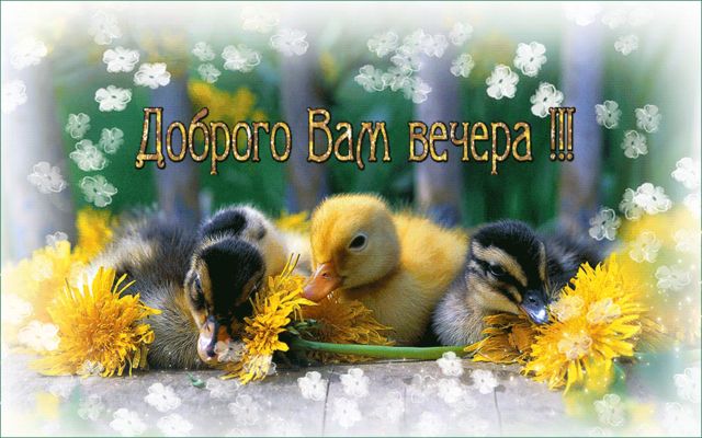Открытка «Животное»: «Доброго Вам вечера» – милые утята и теплое пожелание. Тэги: пожелание, улыбка, красивая, позитив…