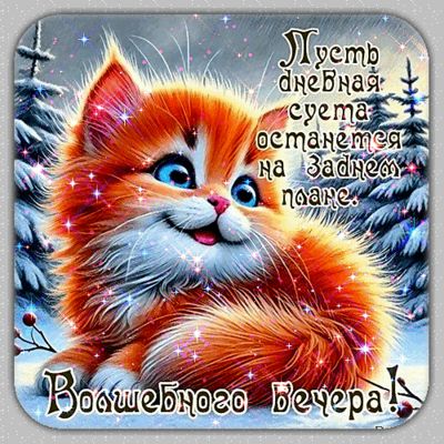Открытка «Кот»: Волшебного вечера: пушистый кот и зимний позитив. Тэги: животное, пожелание, улыбка, красивая, позитив…