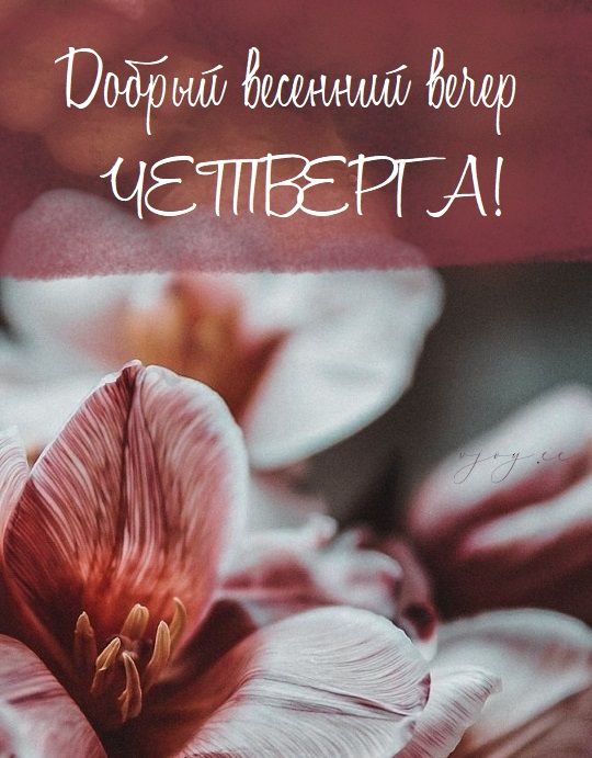 Открытка «Красивая»: Добрый весенний вечер четверга с цветами. Тэги: позитив, радость, цветок, настроение, нежная…
