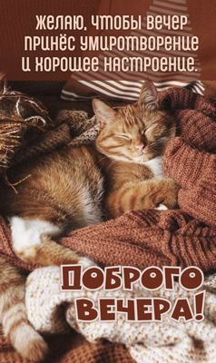 Открытка «Кот»: Доброго вечера! Кот и уютное настроение. Тэги: животное, пожелание, красивая, позитив, радость…