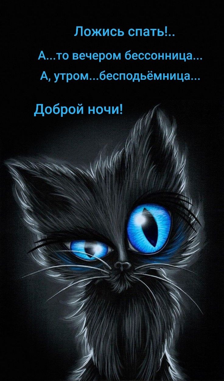 Открытка «Кот»: Доброй ночи! Прикольный кот желает сладких снов. Тэги: животное, пожелание, юмор, прикольная, смешная…
