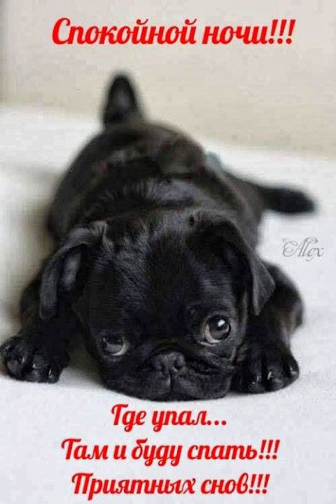 Открытка «Животное»: Спокойной ночи с милым мопсом! Приятных снов!. Тэги: пожелание, юмор, прикольная, смешная, улыбка…