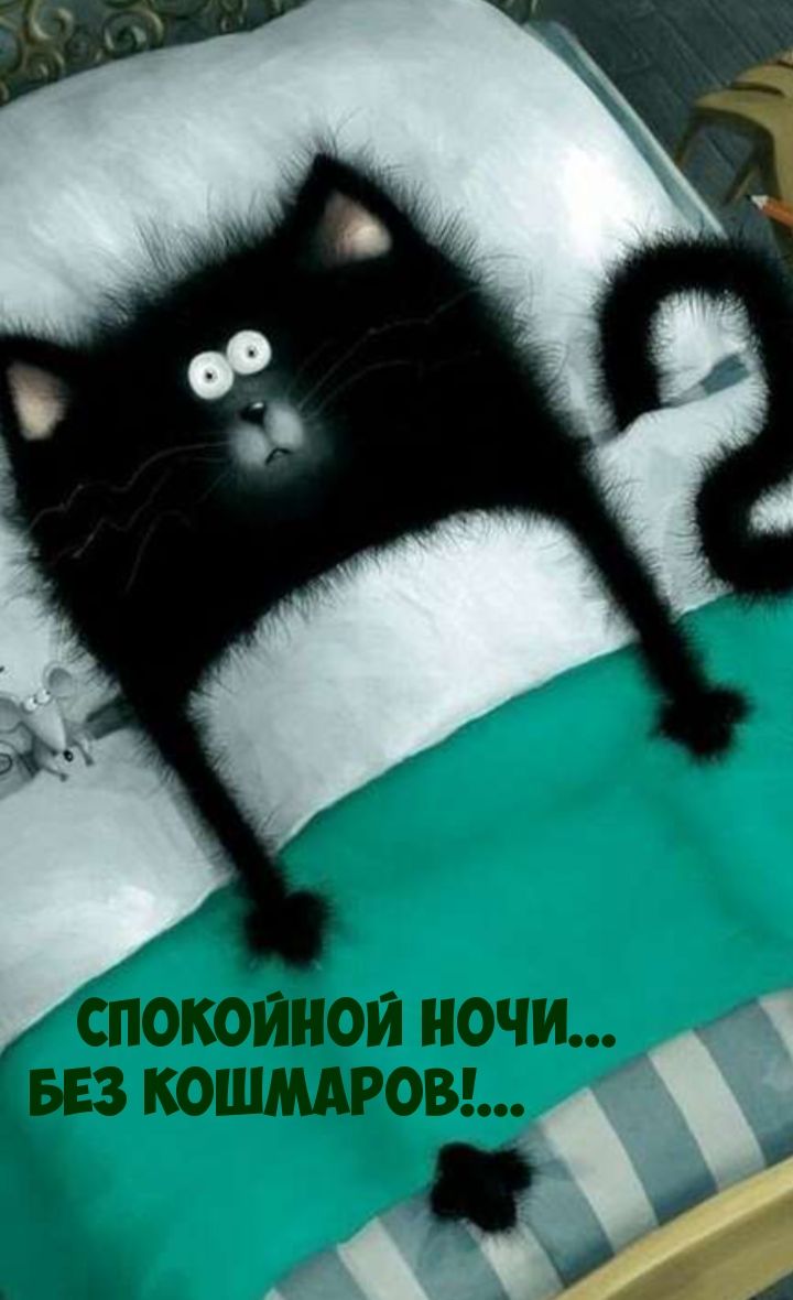 Открытка «Кот»: Спокойной ночи без кошмаров! Кот в кровати. Тэги: животное, пожелание, юмор, прикольная, смешная…