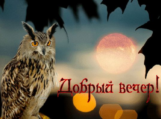 Открытка «Животное»: Добрый вечер! Сова и полная луна. Тэги: пожелание, красивая, настроение, природа, оригинальная…