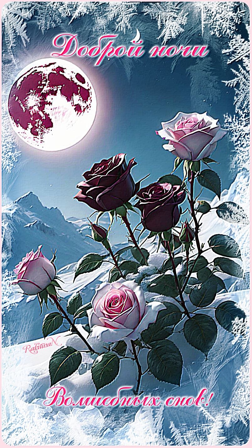 Открытка «Красивая»: Доброй ночи и волшебных снов! Красивая открытка. Тэги: цветок, нежная, зима, природа, снег, роза…