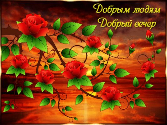 Открытка «Добрый вечер и пожелания»: Добрый вечер добрым людям с красными розами. Тэги: Добрый вечер красивые, Доброг…