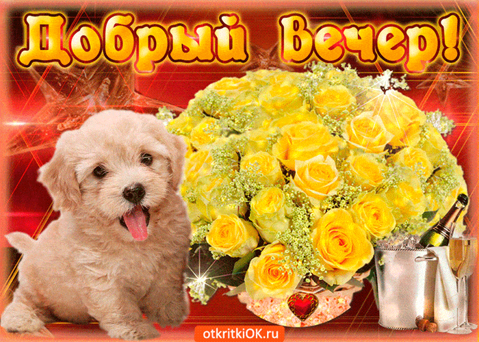 Открытка «Животное»: Добрый вечер! Щенок и букет роз. Тэги: улыбка, красивая, позитив, радость, цветок, настроение…