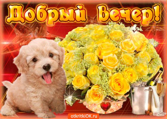 Открытка «Животное»: Добрый вечер! Щенок и букет роз. Тэги: улыбка, красивая, позитив, радость, цветок, настроение…