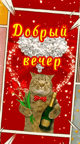 Открытка «Кот»: Добрый вечер, позитив и уютный вечер с котом. Тэги: животное, прикольная, смешная, улыбка, позитив…