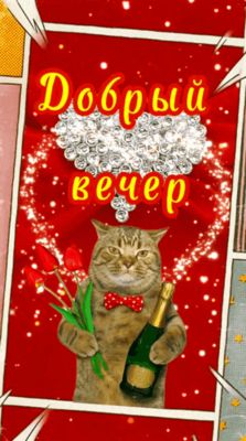 Открытка «Кот»: Добрый вечер, позитив и уютный вечер с котом. Тэги: животное, прикольная, смешная, улыбка, позитив…