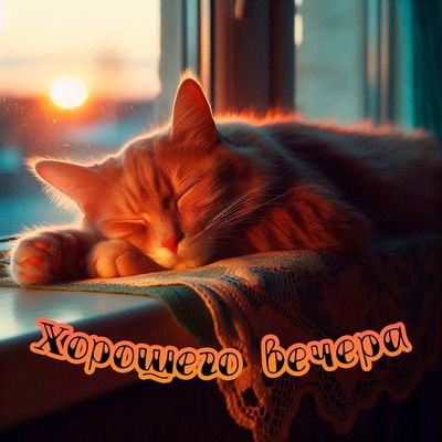 Открытка «Кот»: Добрый вечер и хороший вечер. Тэги: животное, красивая, окно, нежная, природа, солнце, подоконник…