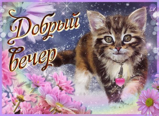 Открытка «Кот»: Добрый вечер: милый кот и цветы. Тэги: животное, пожелание, красивая, позитив, радость, сердце, цветок…