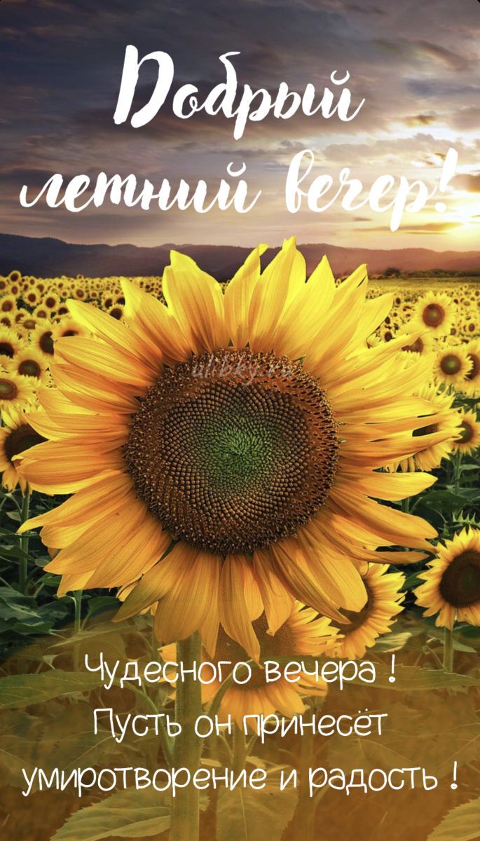 Открытка «Пожелание»: Добрый летний вечер и чудесное пожелание. Тэги: красивая, радость, лето, природа, солнце…