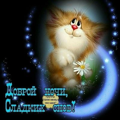 Открытка «Кот»: Милый котик с цветком. Доброй ночи сладких снов. Тэги: животное, цветок, небо, звезда, ромашка, ангел…