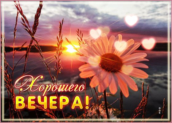 Открытка «Красивая»: Красивая вечерняя открытка с ромашкой. Тэги: позитив, радость, настроение, нежная, трава, природа…