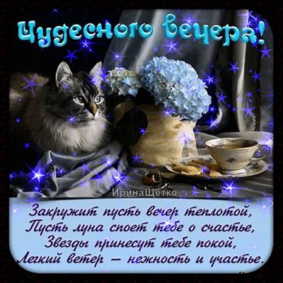 Открытка «Кот»: Универсальная открытка с добрым вечер: кот, цветы и душевное пожелание. Тэги: пожелание, красивая…