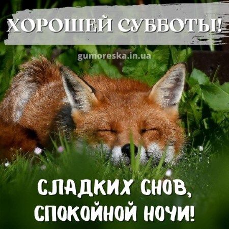 Открытка «Животное»: Сладких снов, спокойной ночи! Доброй ночи. Тэги: милый, пушистый, природа, зеленый, безмятежность…