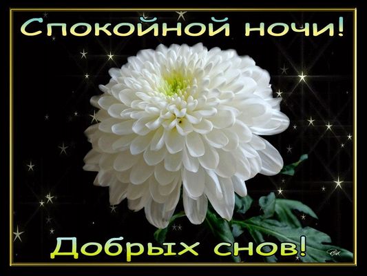 Открытка «Пожелание»: Спокойной ночи! Добрых снов!. Тэги: красивая, цветок, настроение, нежная, природа, ночь, доброй…