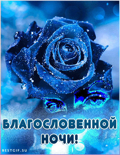 Открытка «Красивая»: Благословенной ночи: синяя роза. Тэги: цветок, нежная, зима, снег, роза, растение, холод, синий…
