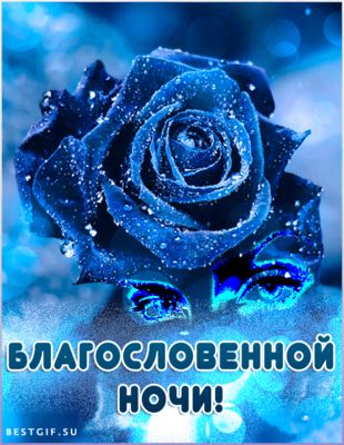Открытка «Красивая»: Благословенной ночи: синяя роза. Тэги: цветок, нежная, зима, снег, роза, растение, холод, синий…