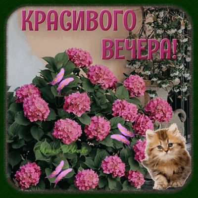 Открытка «Кот»: Красивого вечера! Милый кот и цветы. Тэги: животное, улыбка, красивая, позитив, радость, цветок…