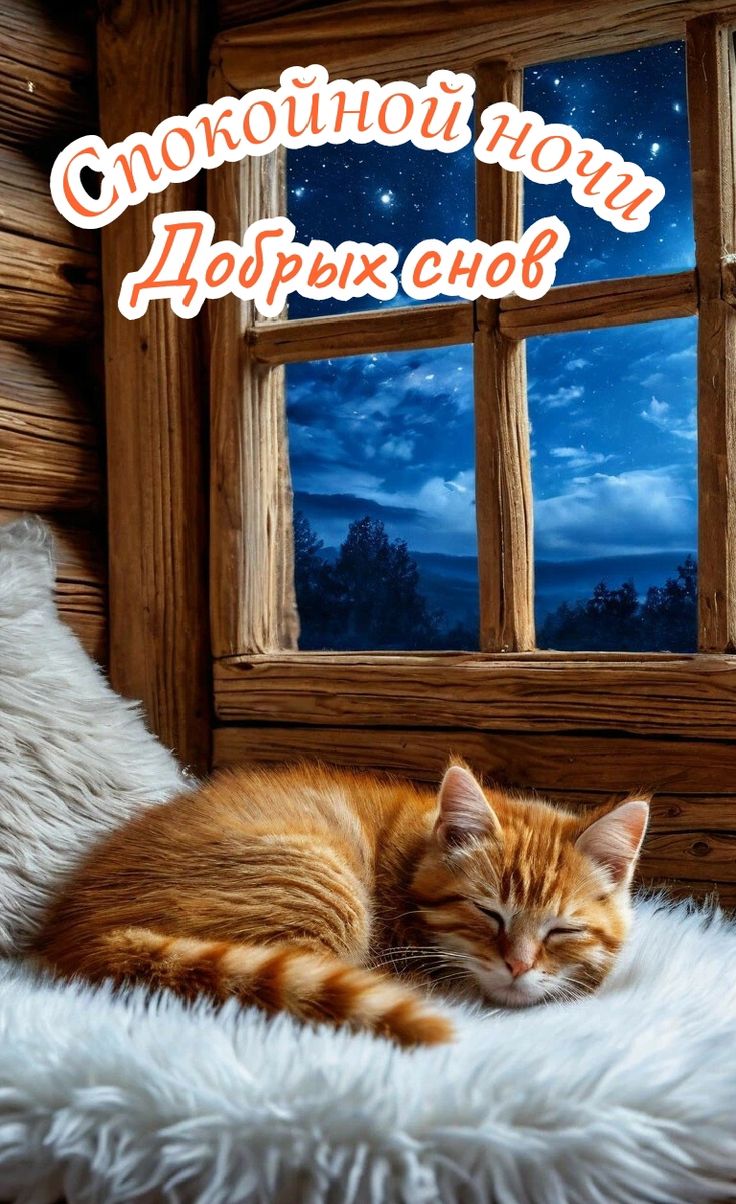 Открытка «Кот»: Спокойной ночи и сладких снов. Тэги: животное, пожелание, радость, окно, настроение, нежная, милая…