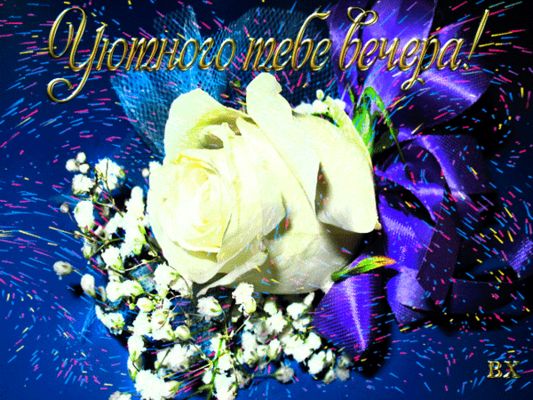 Открытка «Пожелание»: Уютного вечера с белой розой. Тэги: красивая, позитив, цветок, настроение, нежная, роза, яркая…