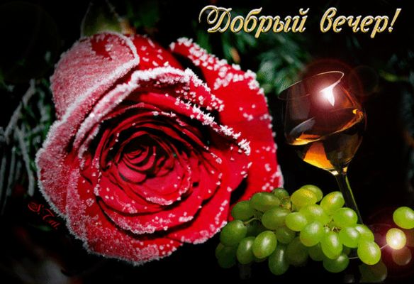 Открытка «Красивая»: Добрый вечер — алая роза и вино. Тэги: позитив, радость, цветок, настроение, нежная, зима, милая…