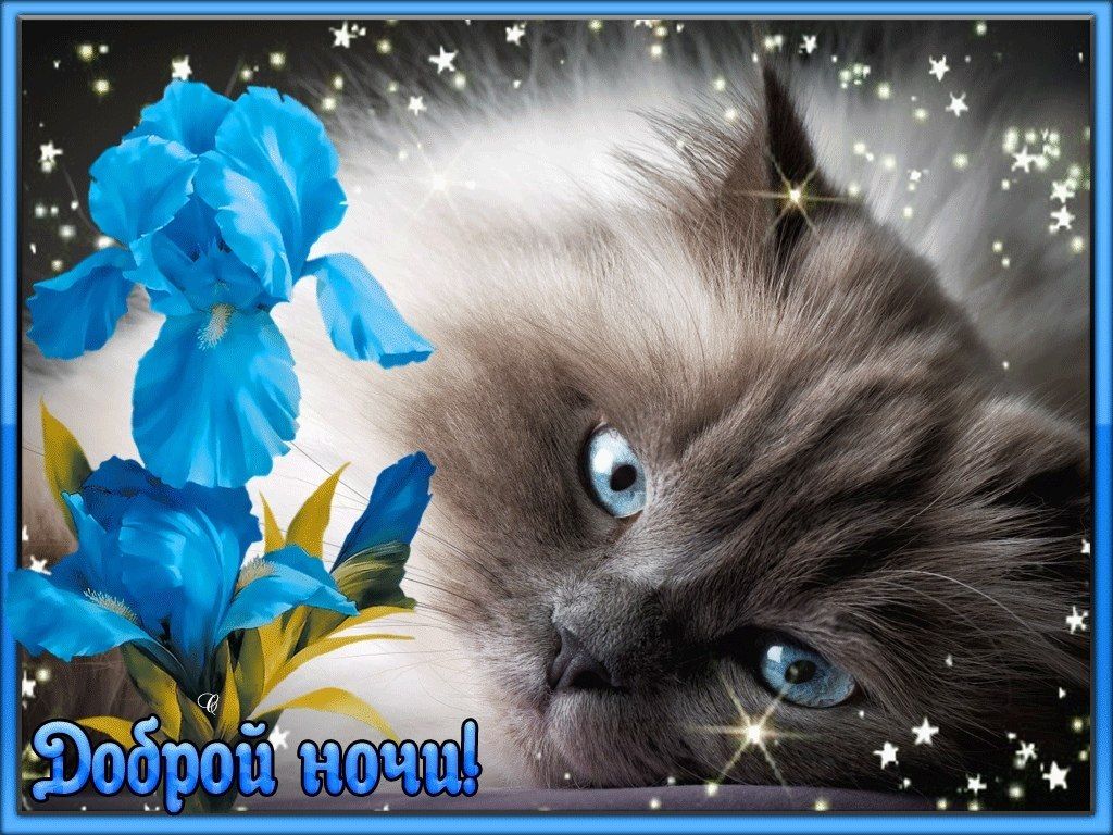 Открытка «Кот»: Доброй ночи, пушистый кот и ирисы!. Тэги: животное, пожелание, красивая, цветок, настроение, нежная…