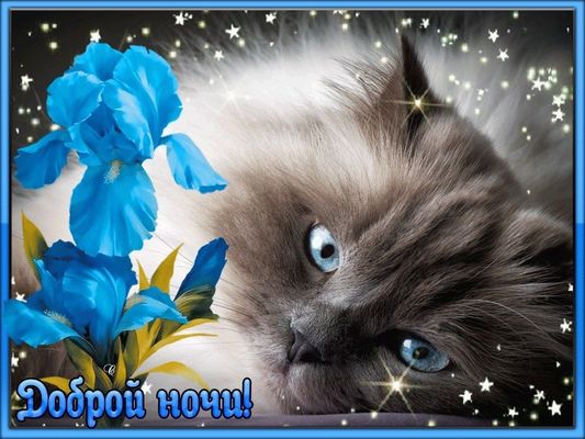 Открытка «Кот»: Доброй ночи, пушистый кот и ирисы!. Тэги: животное, пожелание, красивая, цветок, настроение, нежная…