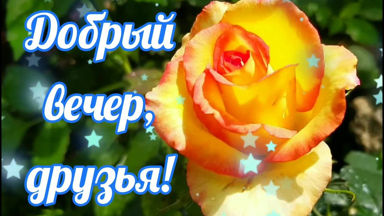 Открытка «Добрый вечер и пожелания»: Добрый вечер, друзья! Нежная роза. Тэги: Добрый вечер красивые, Доброго вечера и…