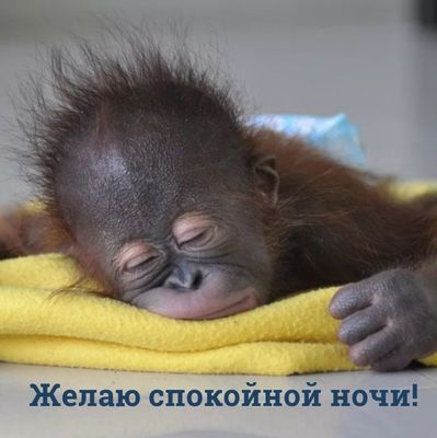 Открытка «Доброй ночи»: Красивая открытка: Спокойной ночи с милым орангутангом. Тэги: Спокойной ночи, Спокойной ночи…